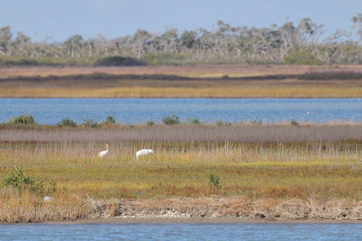 Whooping Crane - ML645620028