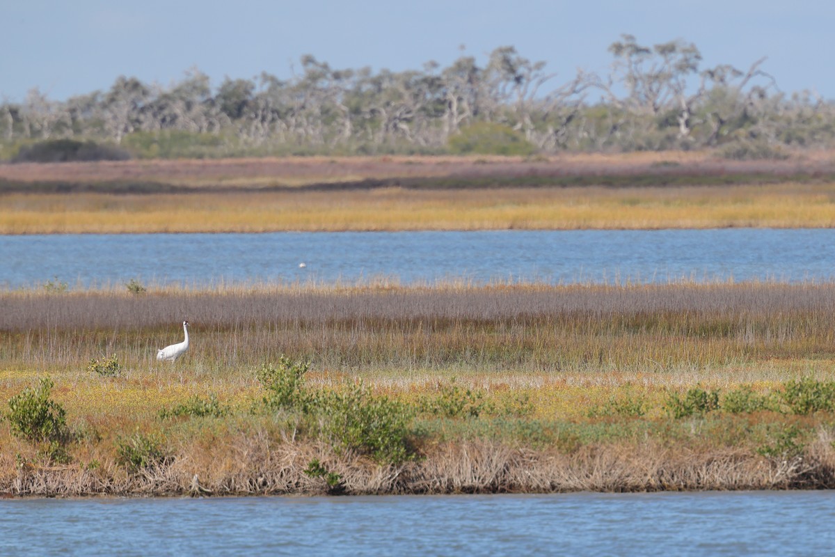 Whooping Crane - ML645620029