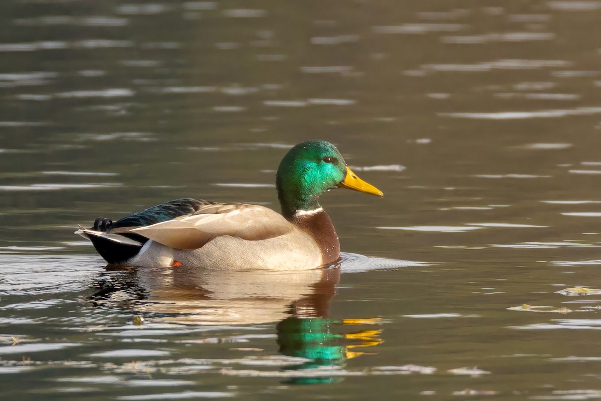 Mallard - ML645620033