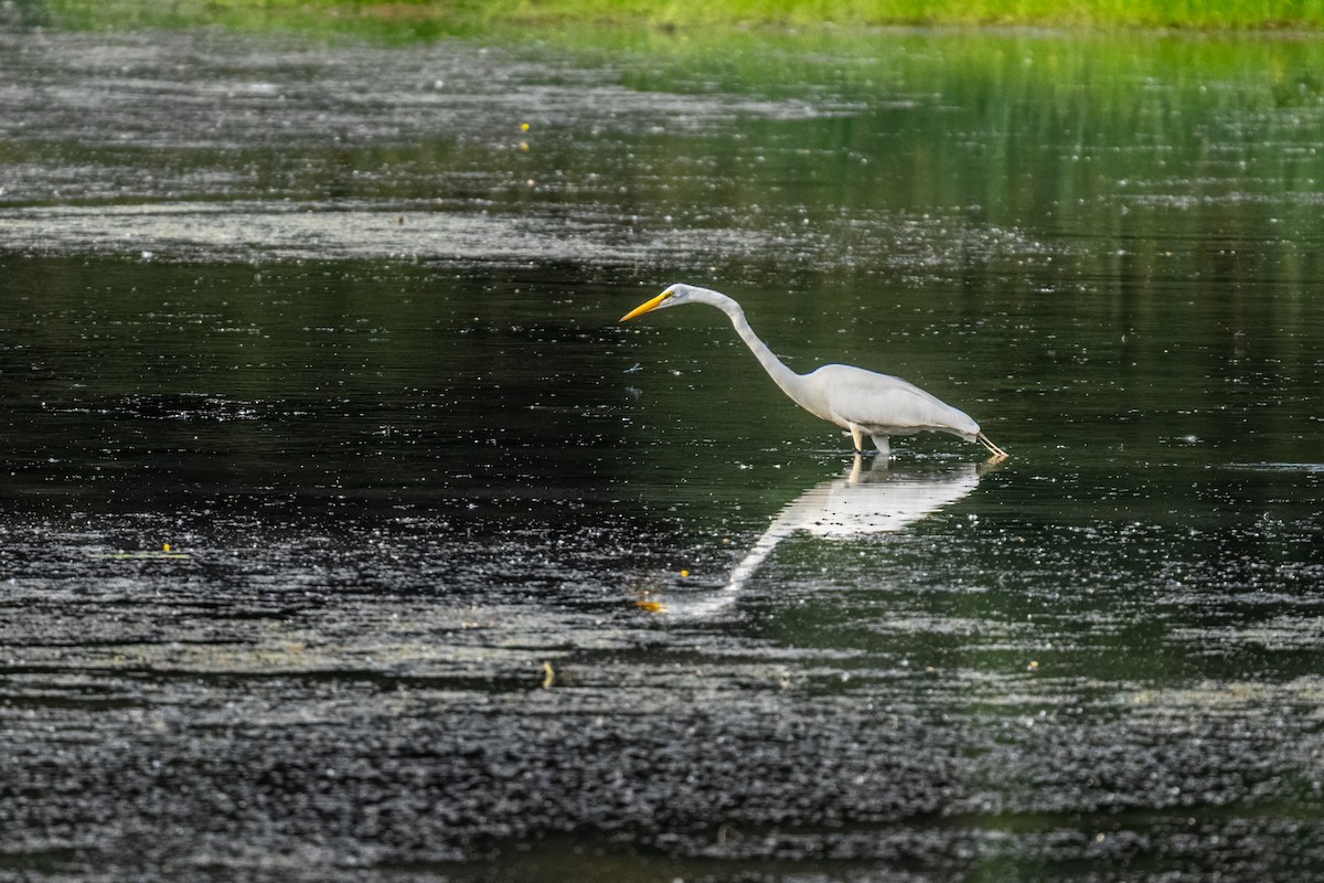 Great Egret - ML645620035