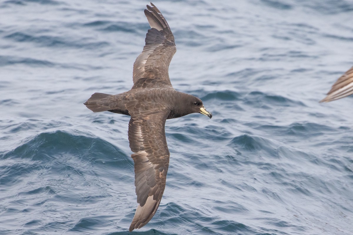 Westland Petrel - ML645620040