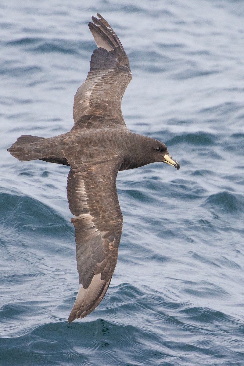 Westland Petrel - ML645620041