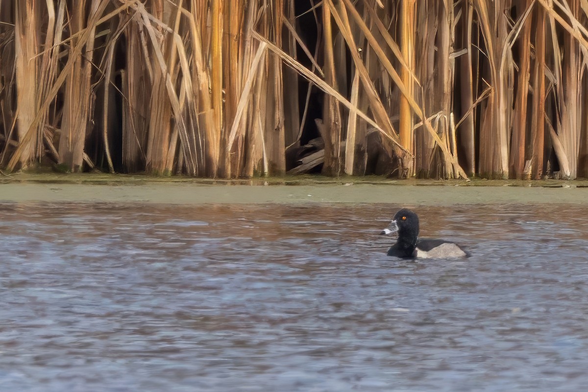 Ring-necked Duck - ML645620044