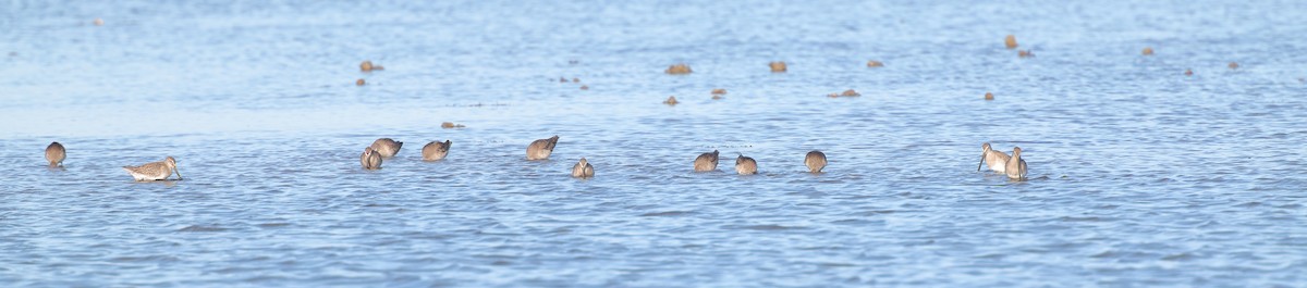 Limnodromo pettorossiccio - ML645620045