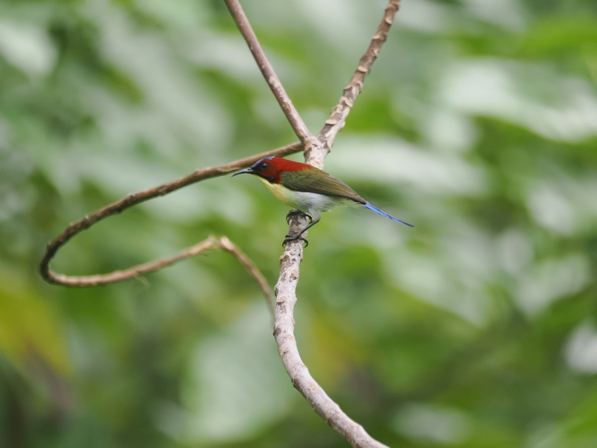 strdimil půvabný - ML645620047