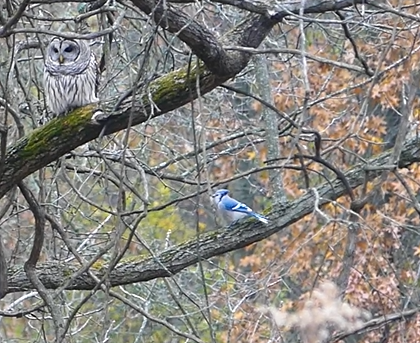 Barred Owl - ML645620055