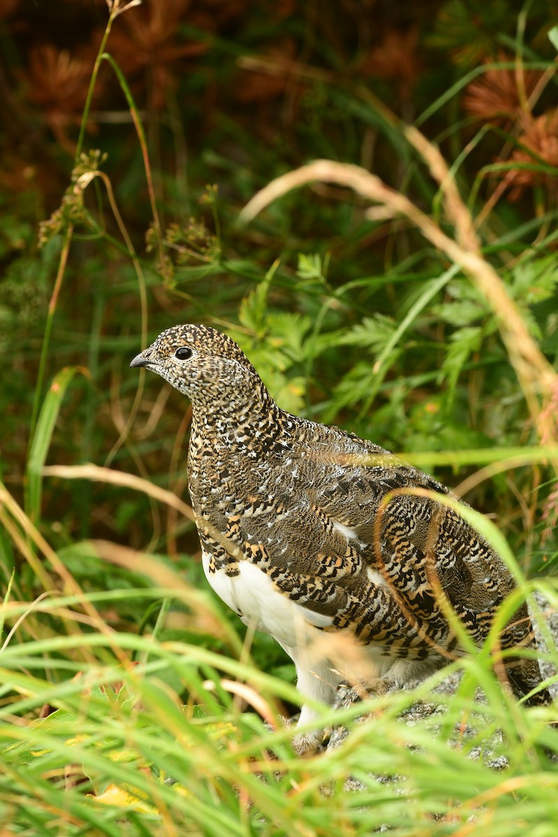 Rock Ptarmigan - ML645620056