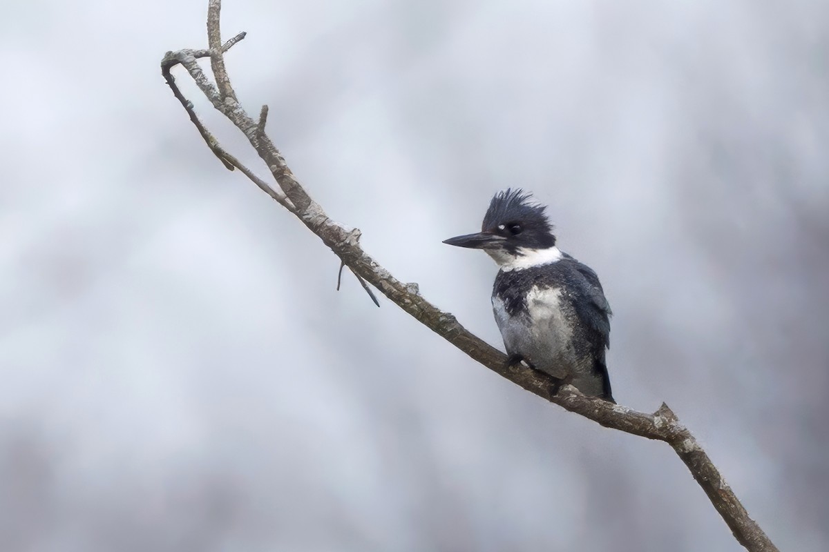 Belted Kingfisher - ML645620057