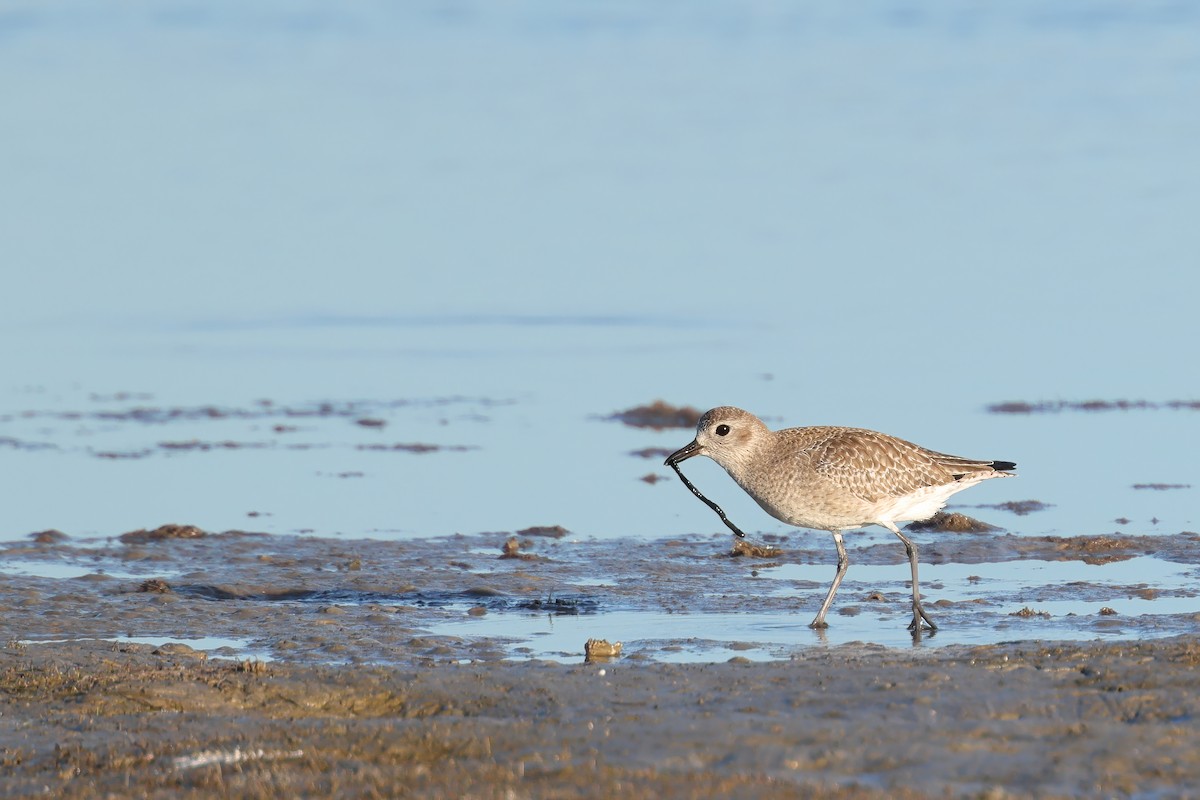 Pivieressa - ML645620059