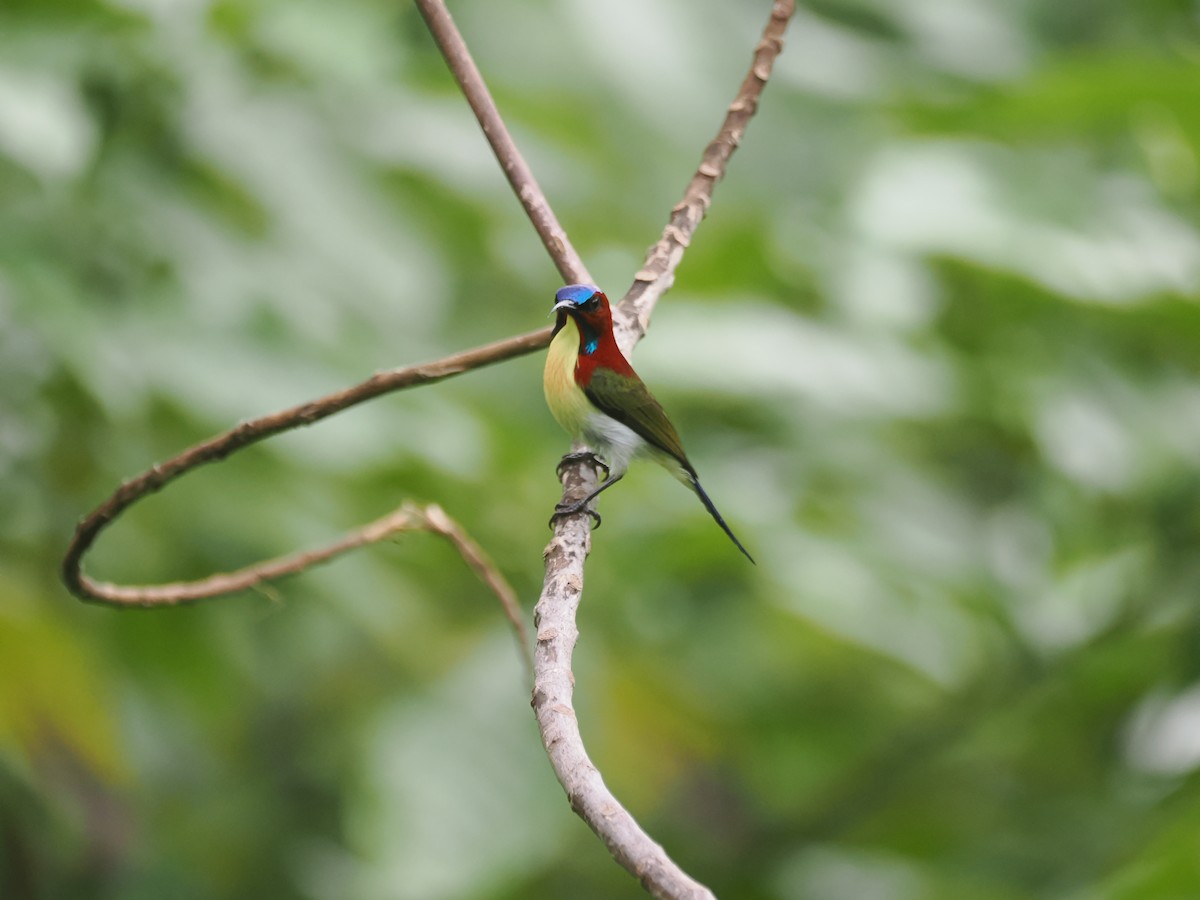 strdimil půvabný - ML645620060