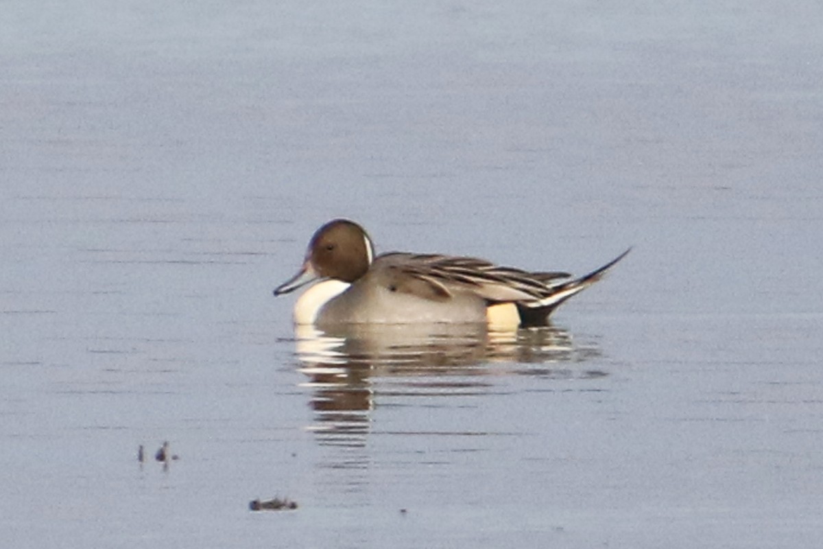 ostralka štíhlá - ML645620062