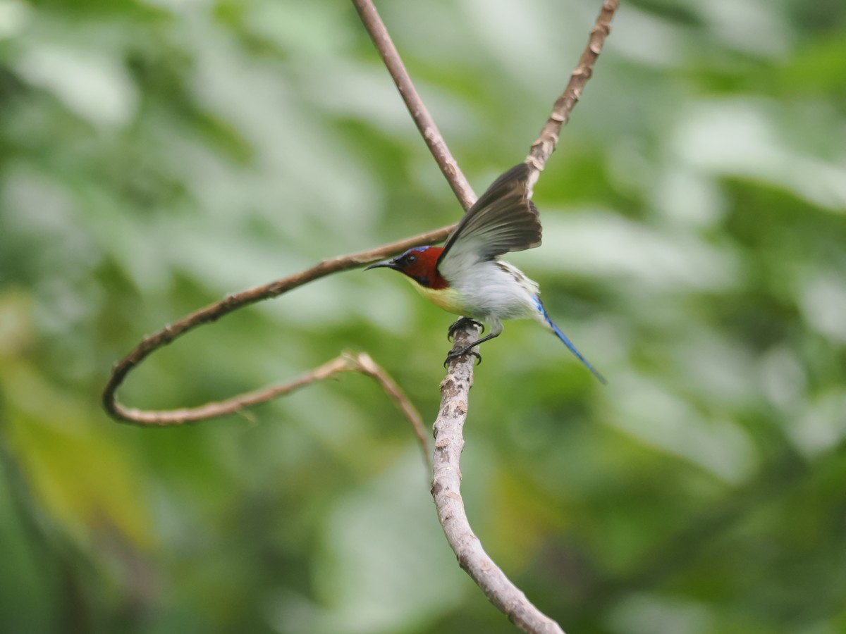 strdimil půvabný - ML645620065