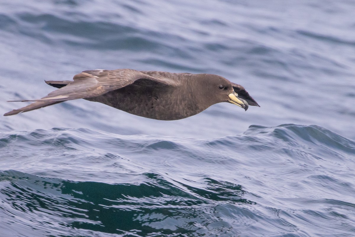 Westland Petrel - ML645620068