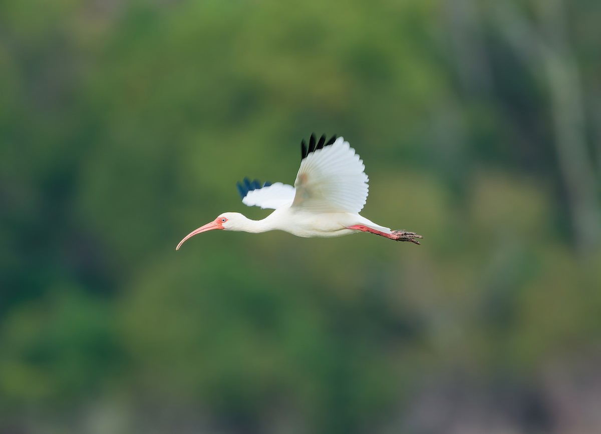 Белый ибис - ML645620069