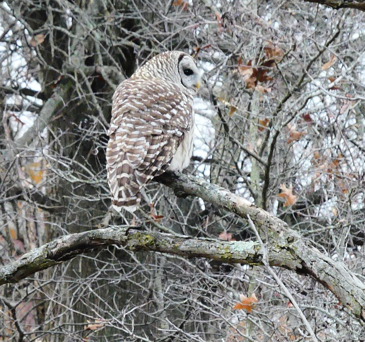 Barred Owl - ML645620070