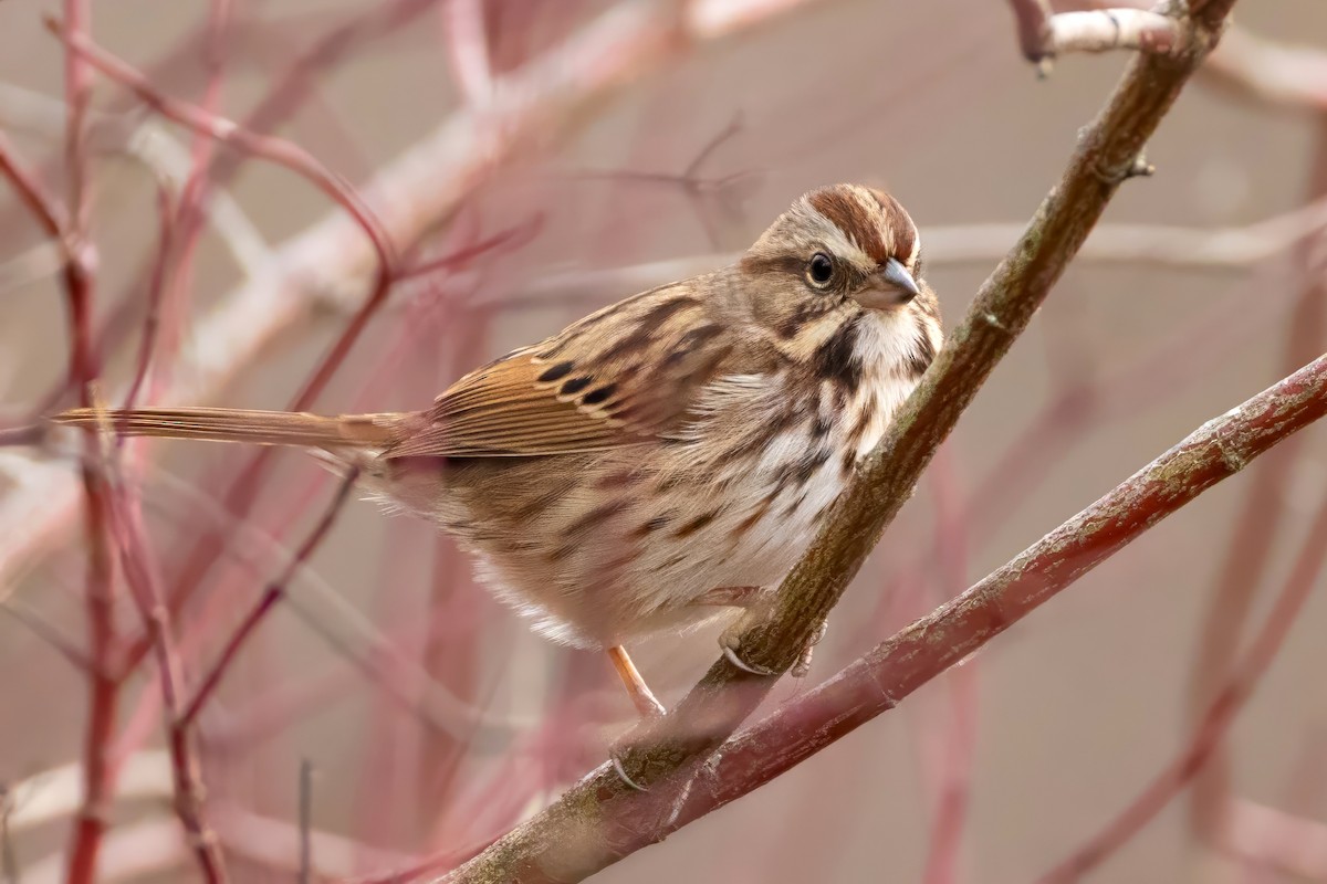 Song Sparrow - ML645620071