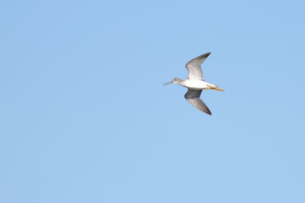 Greater Yellowlegs - ML645620074