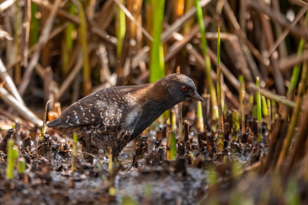 chřástal tmavý (ssp. tuerosi) - ML645620076