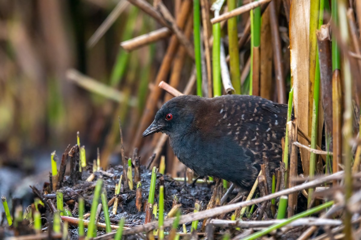 chřástal tmavý (ssp. tuerosi) - ML645620077