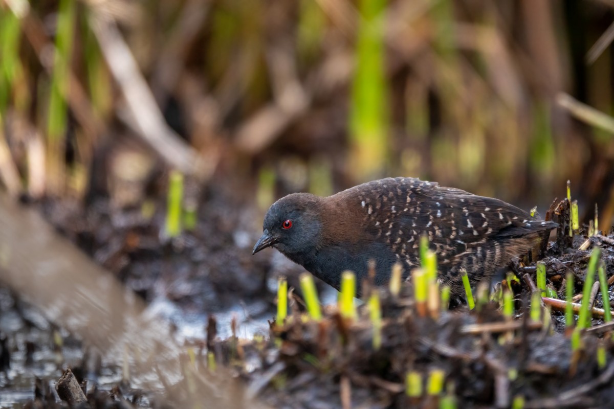 chřástal tmavý (ssp. tuerosi) - ML645620078