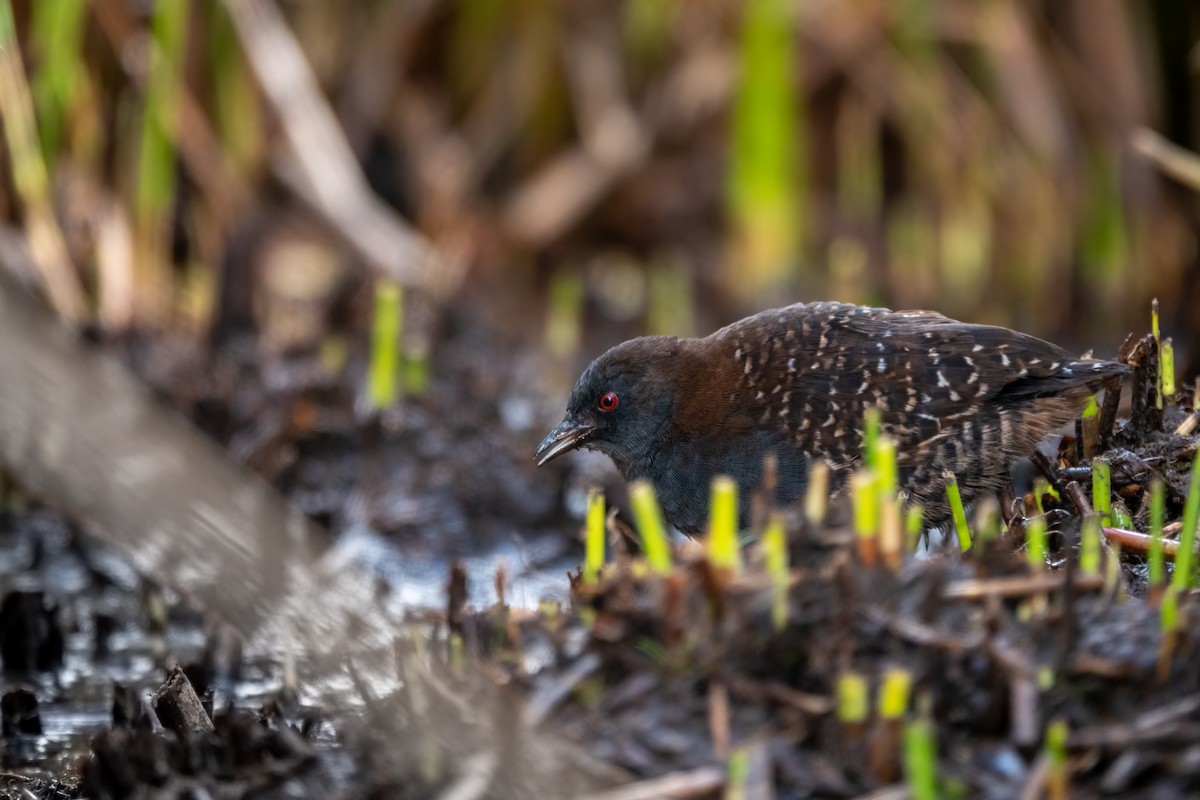 chřástal tmavý (ssp. tuerosi) - ML645620079