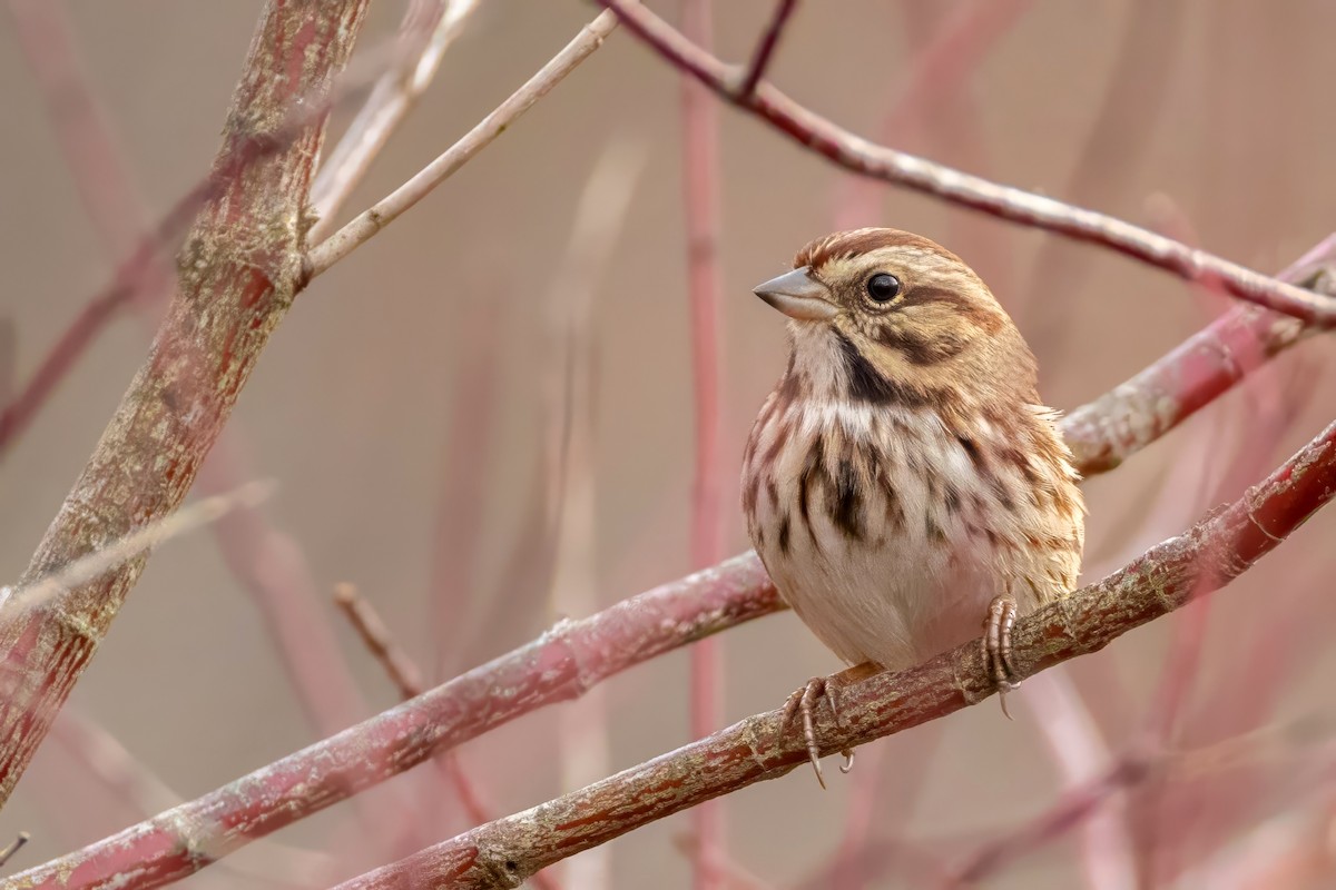 Song Sparrow - ML645620087