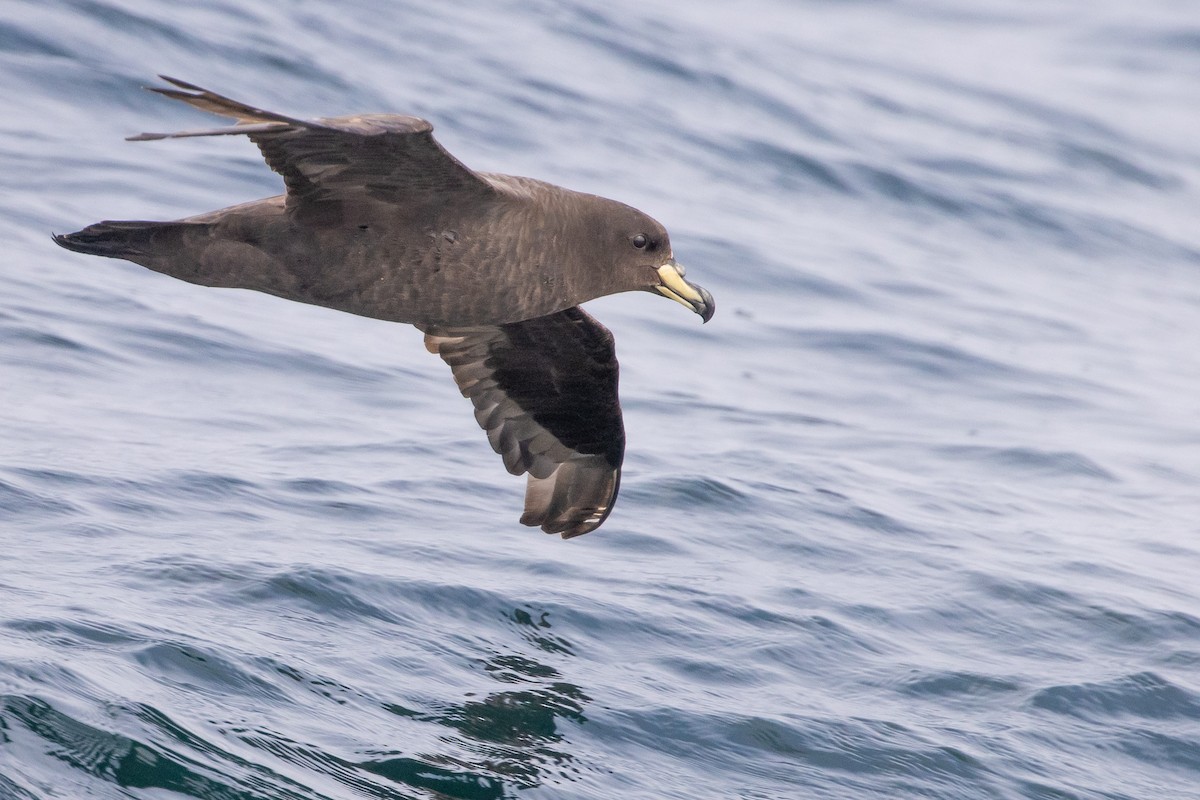 Westland Petrel - ML645620089