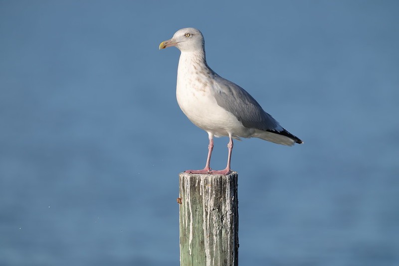 American Herring Gull - ML645620101