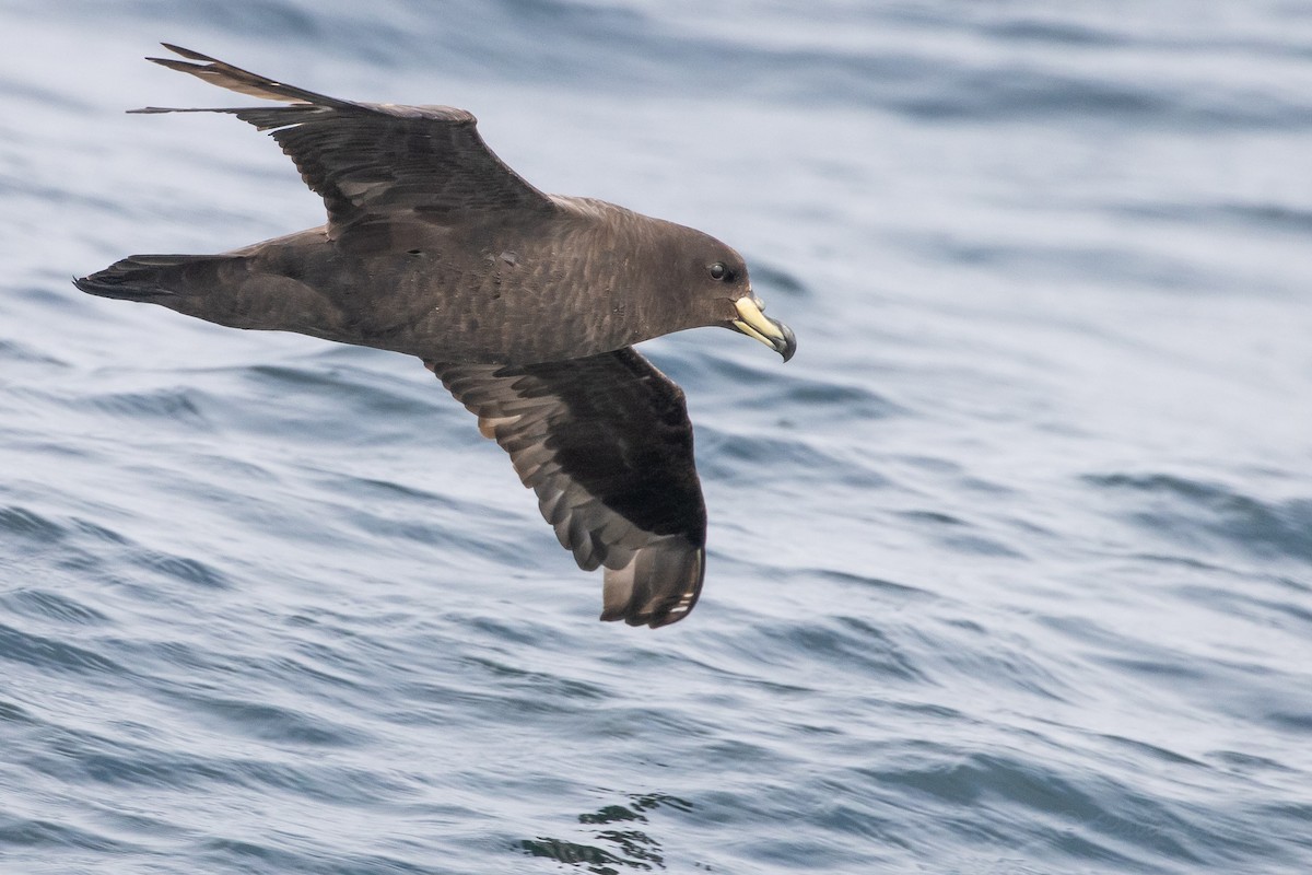 Westland Petrel - ML645620104
