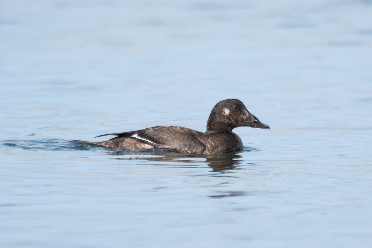White-winged Scoter - ML645620114