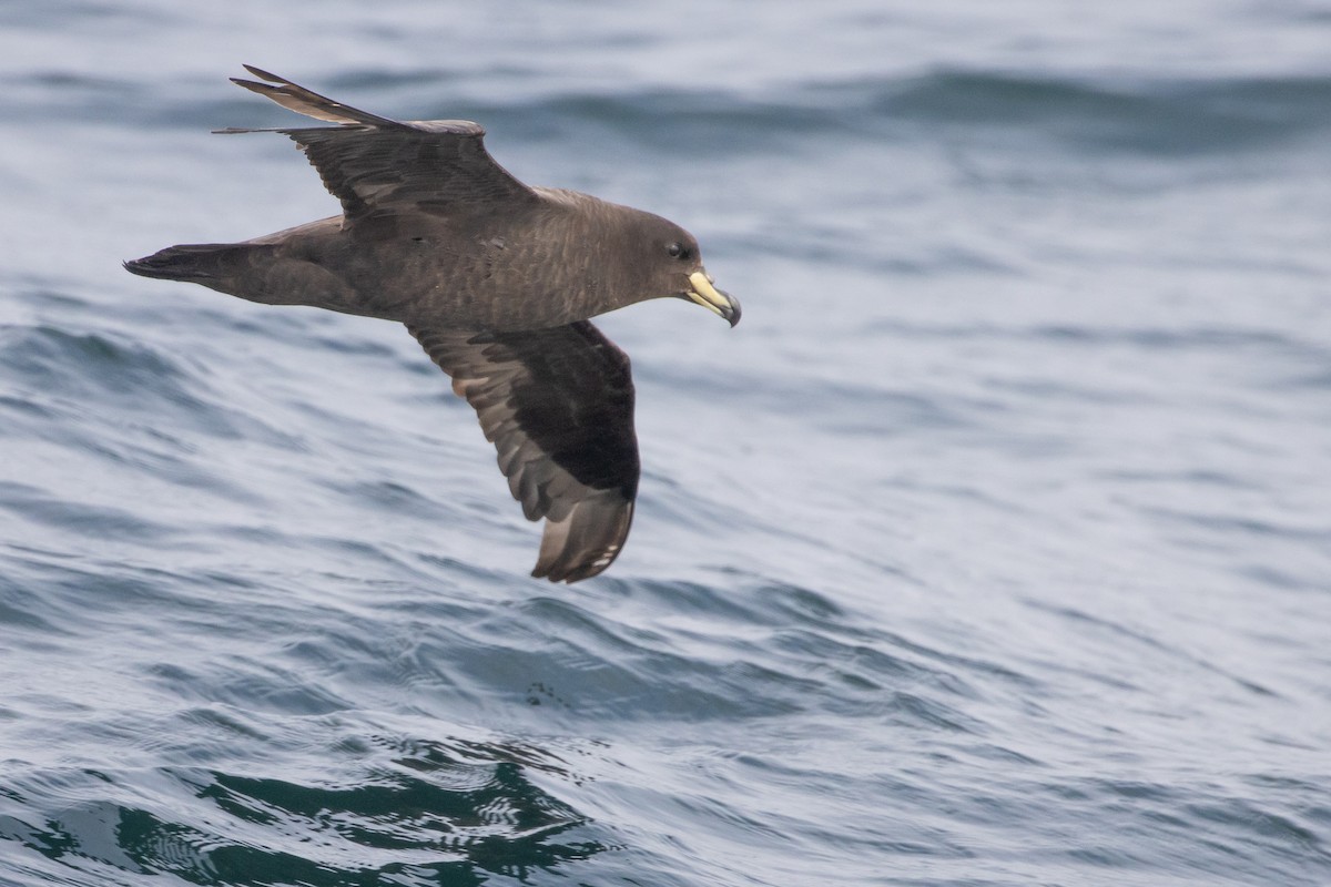Westland Petrel - ML645620127