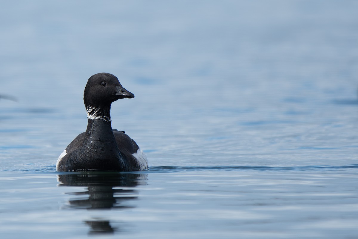 Brant - ML645620134
