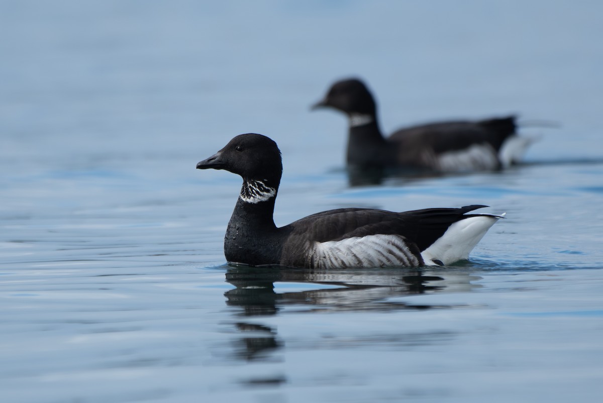 Brant - ML645620135