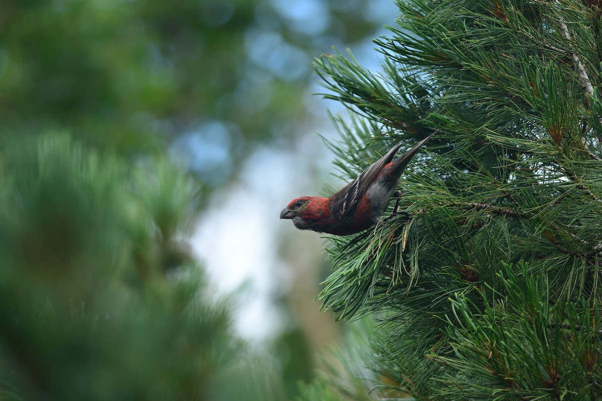 Pine Grosbeak - ML645620138