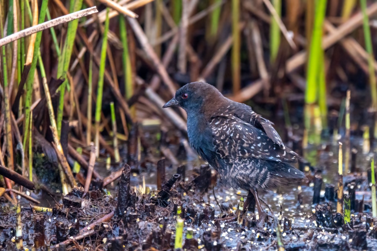 chřástal tmavý (ssp. tuerosi) - ML645620139