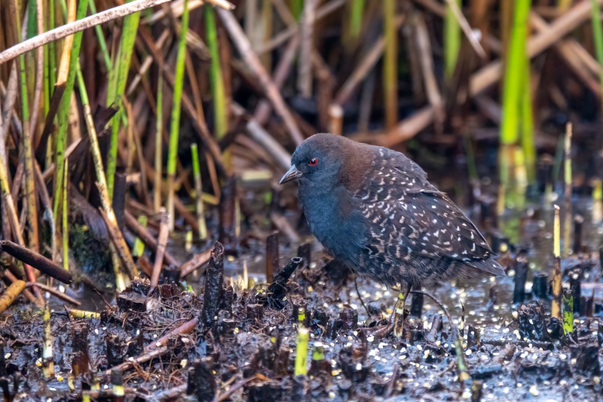 chřástal tmavý (ssp. tuerosi) - ML645620140