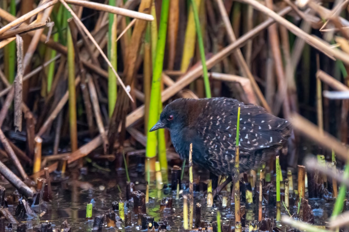 chřástal tmavý (ssp. tuerosi) - ML645620141