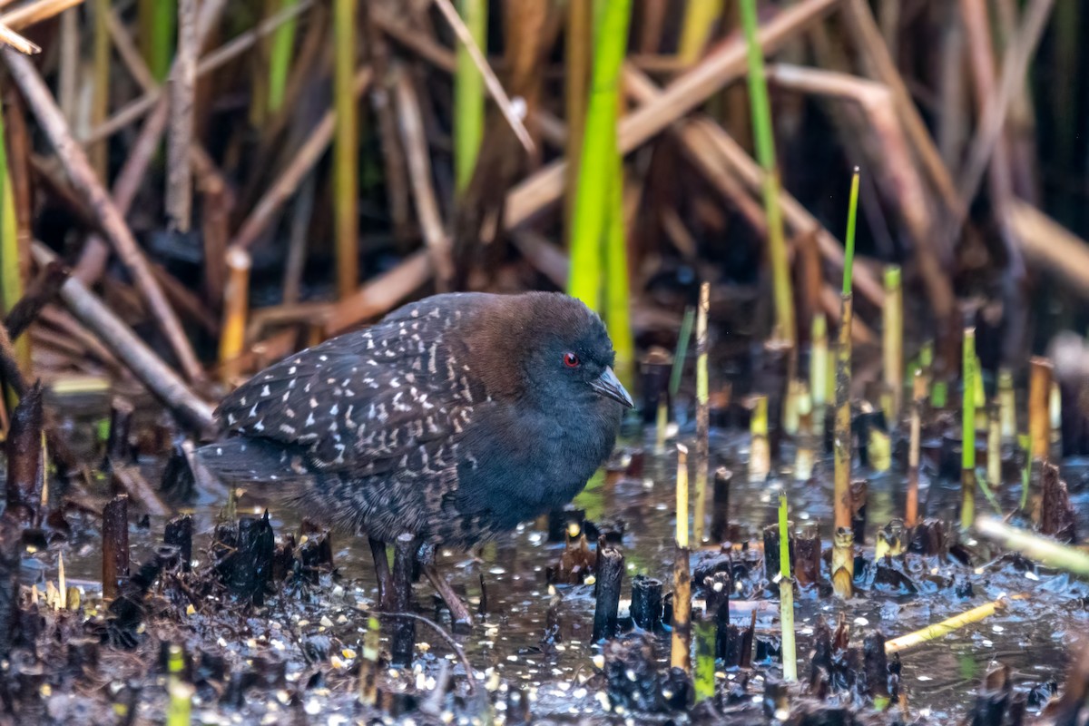 chřástal tmavý (ssp. tuerosi) - ML645620142