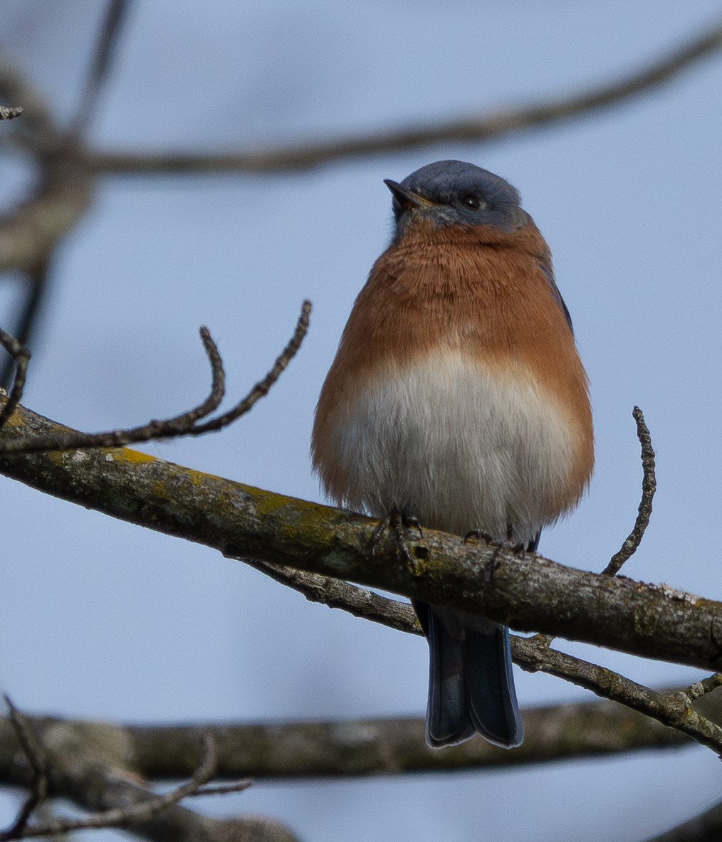 salašník modrý - ML645620145