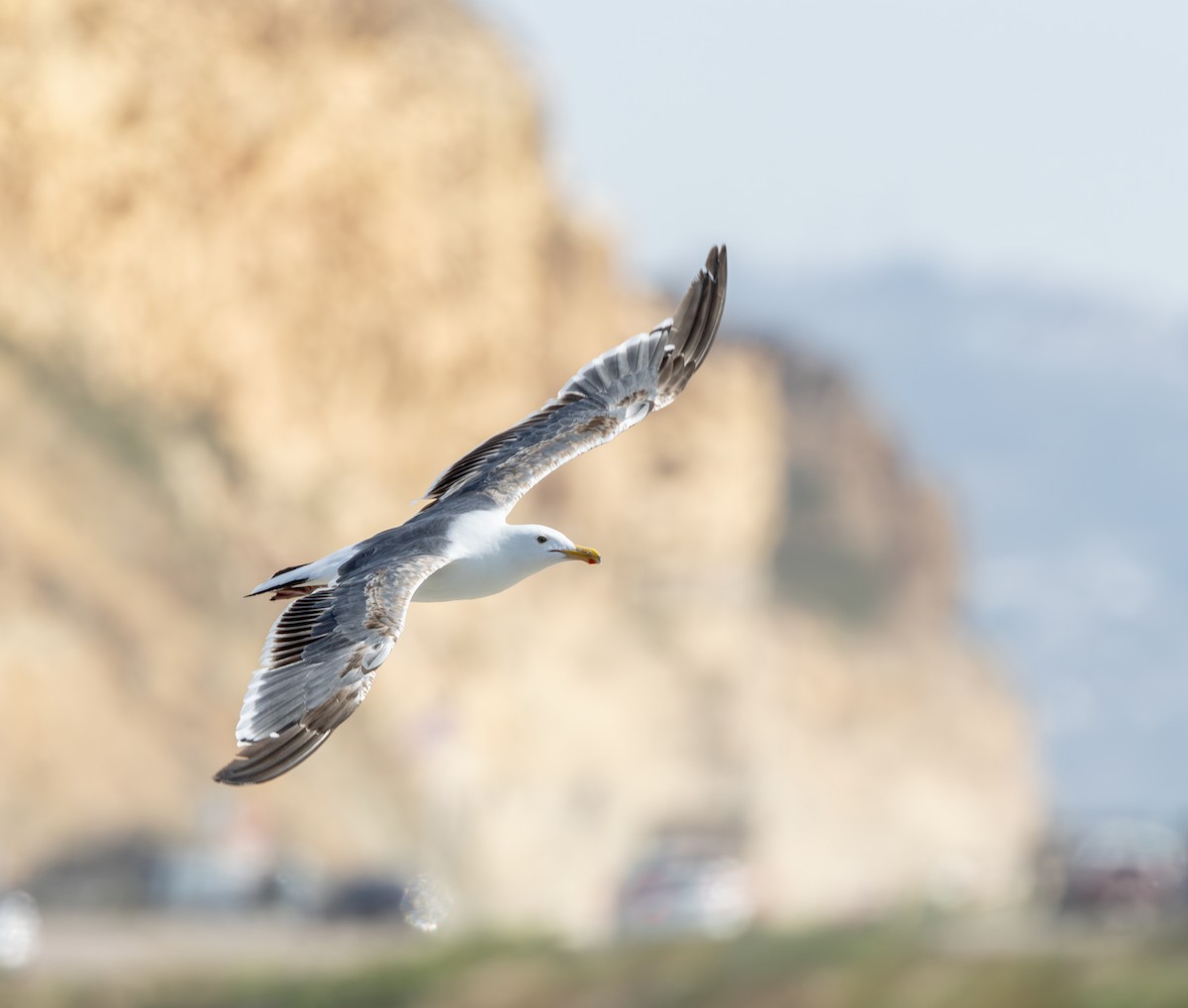 Gaviota Occidental - ML645620146