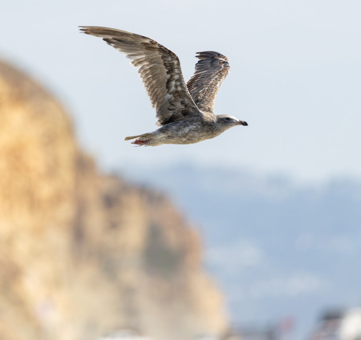 Gaviota Occidental - ML645620148