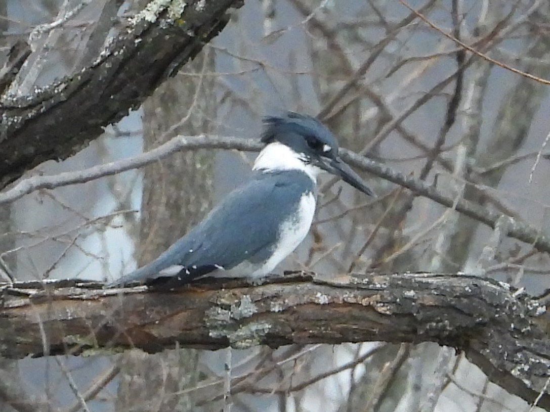 Belted Kingfisher - ML645620151