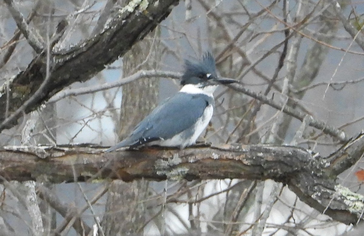 Belted Kingfisher - ML645620152