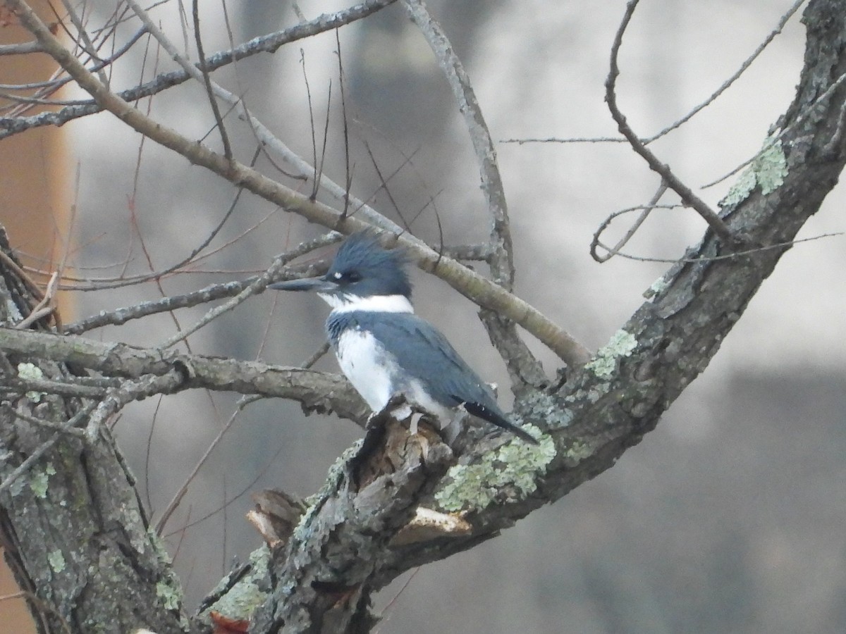 Belted Kingfisher - ML645620153