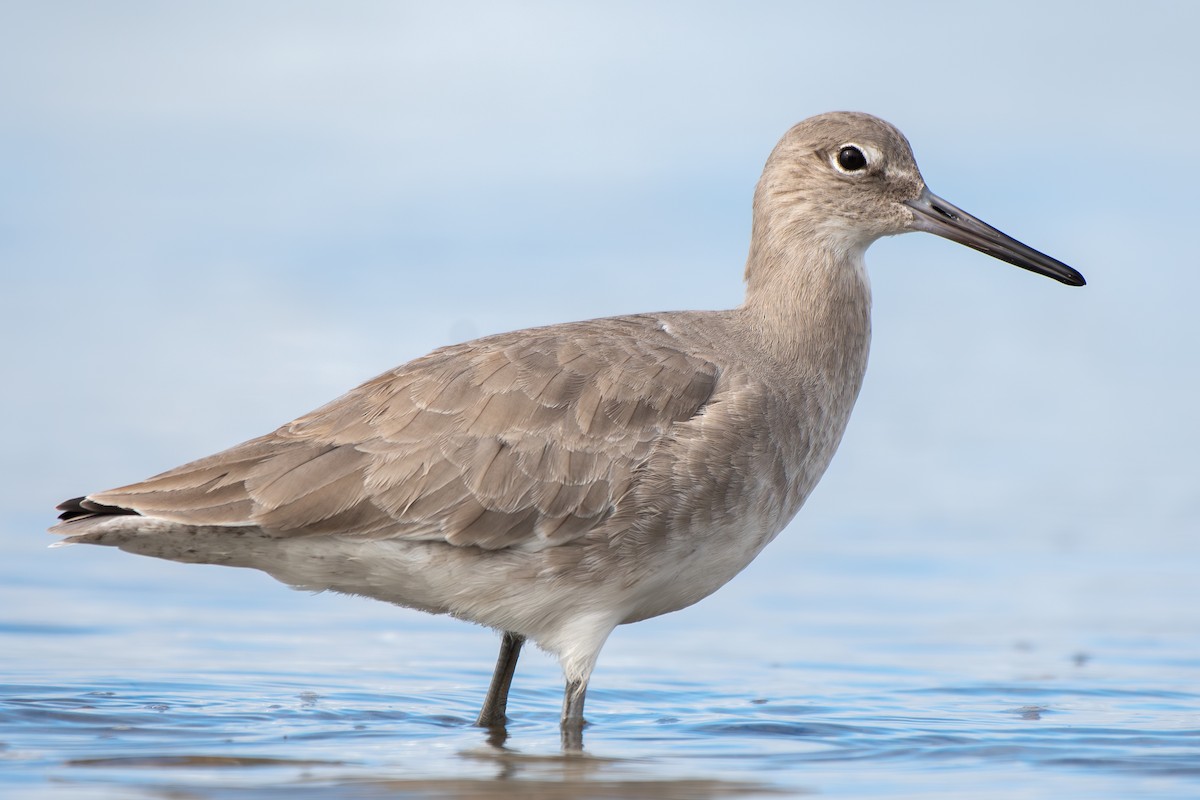 Playero Aliblanco - ML645620154
