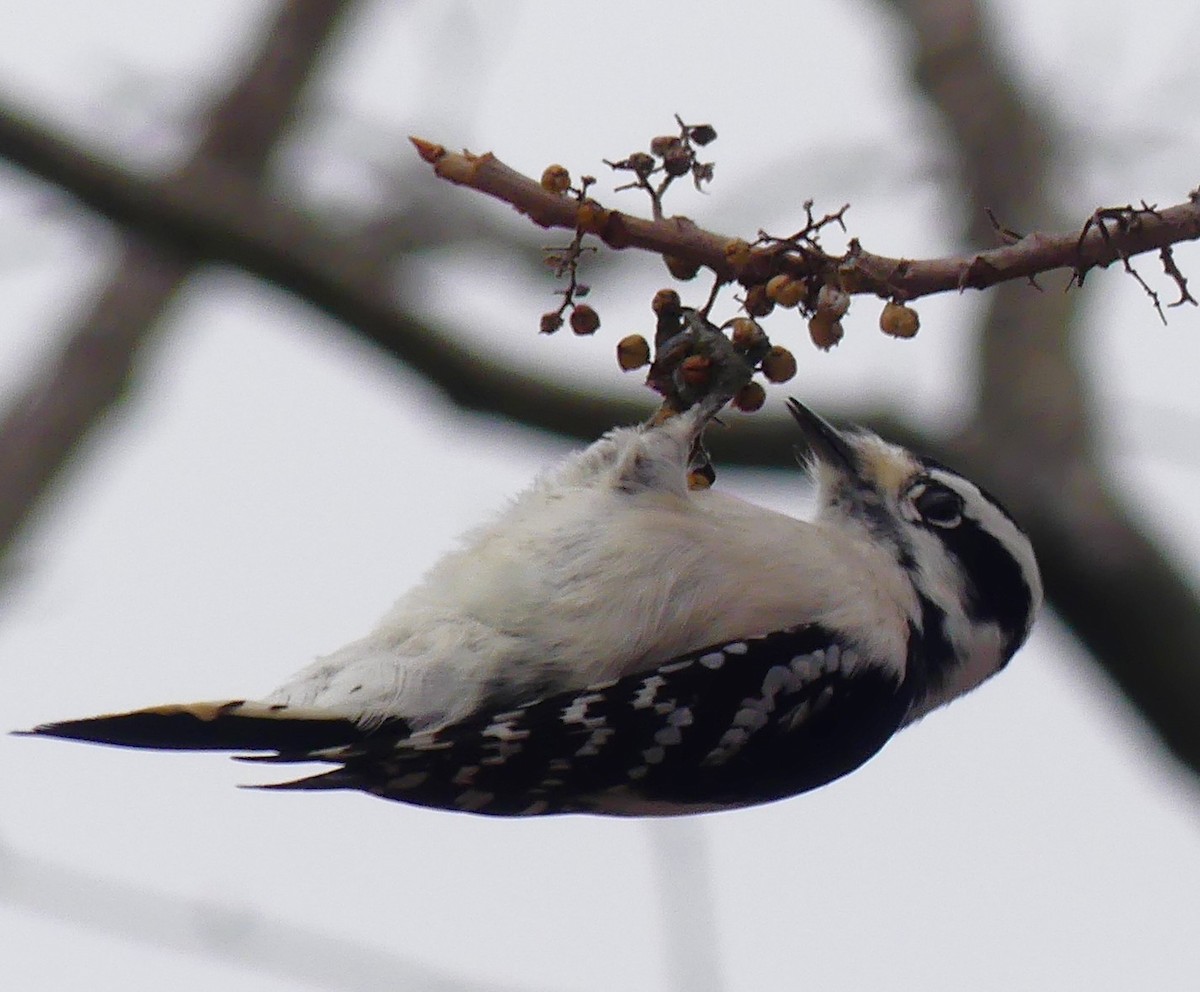 Downy Woodpecker - ML645620155
