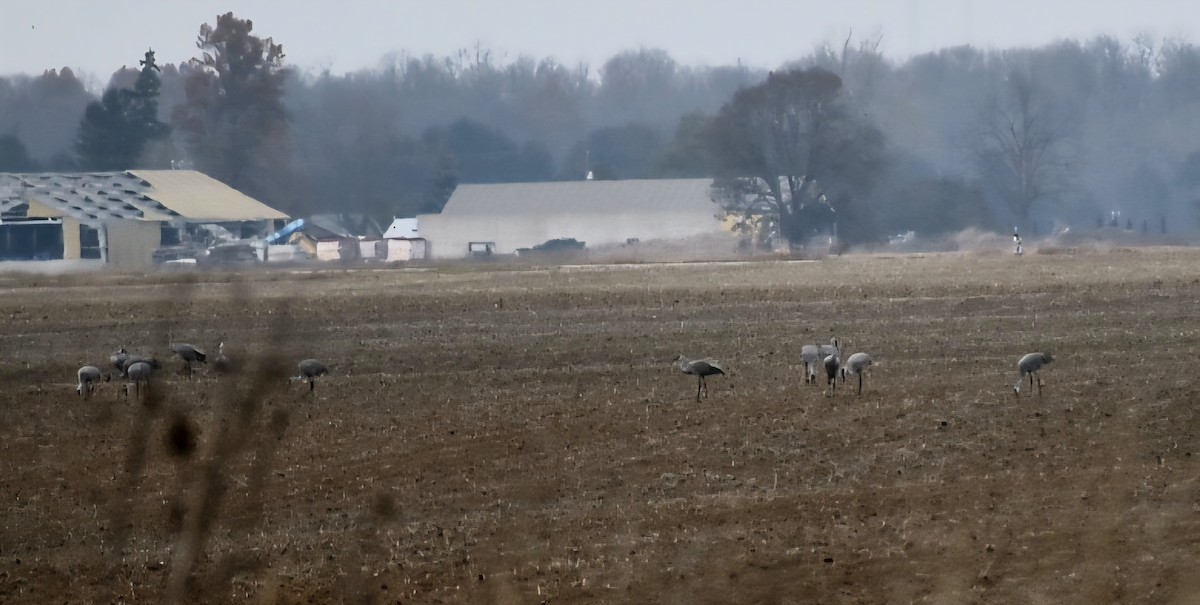 Sandhill Crane - ML645620156
