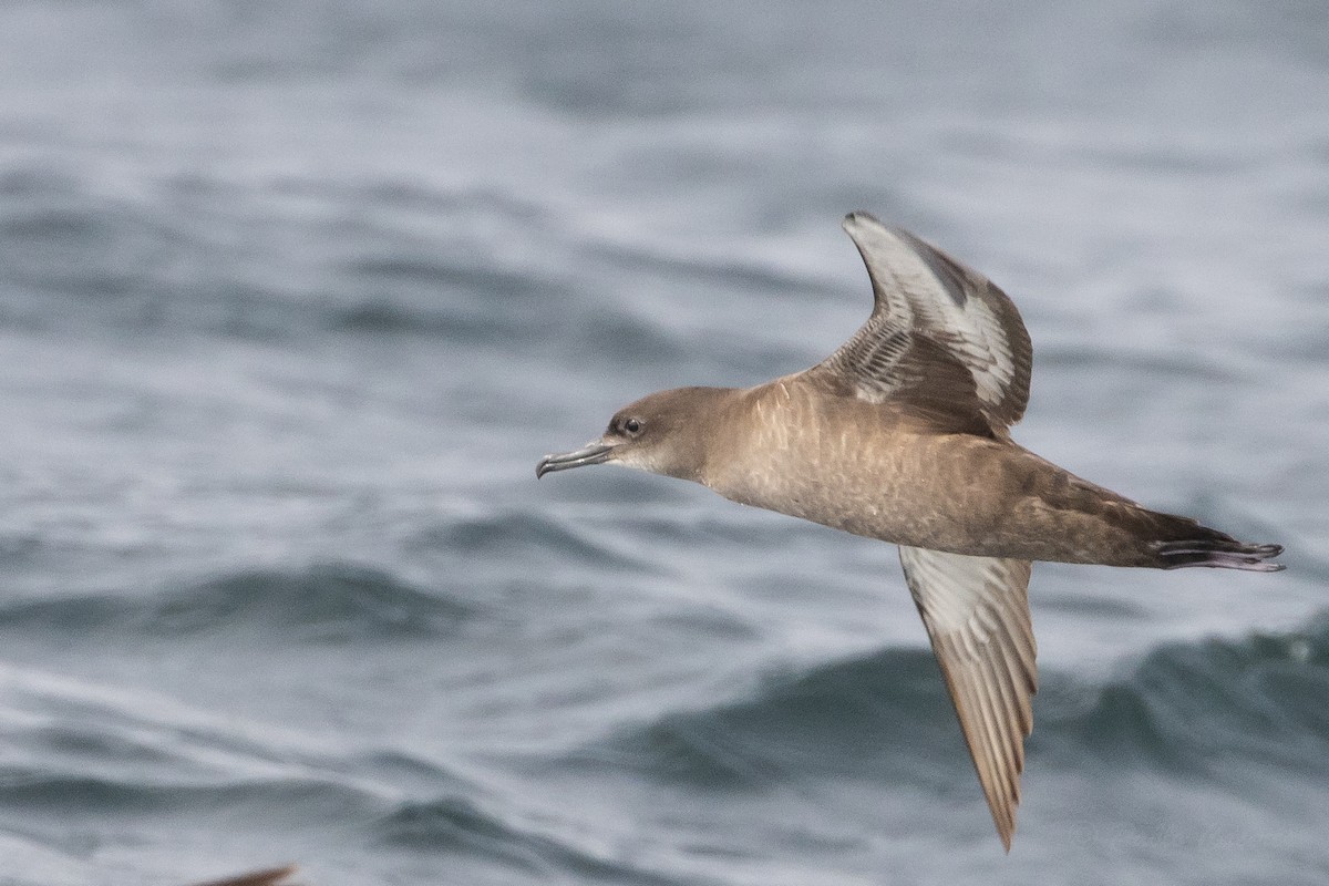 Sooty Shearwater - ML645620157