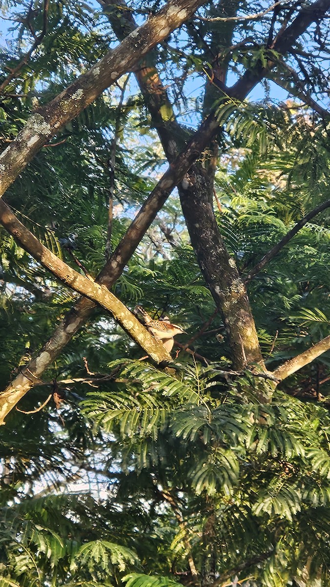 Rufous-backed Wren - ML645620167