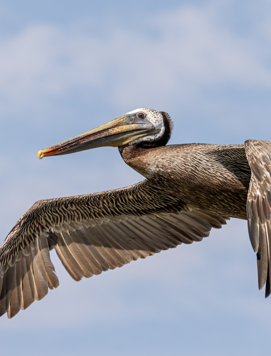 Pelícano Pardo - ML645620170